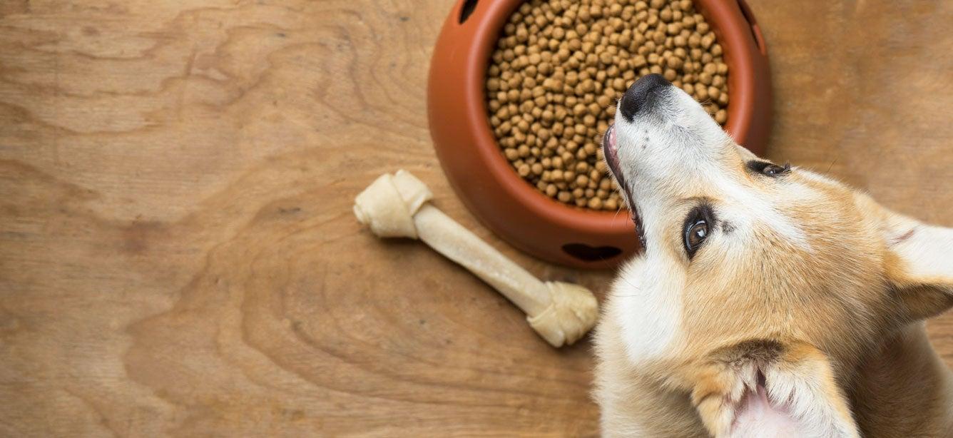 A corgi sits in front its food bowl, ready to eat. SNAP benefits only cover food for human household members and cannot be used to purchase pet food.